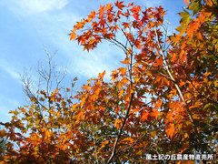 20121012公園6.jpg