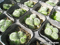 20121017巻絹.jpg