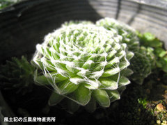 20121017巻絹2.jpg