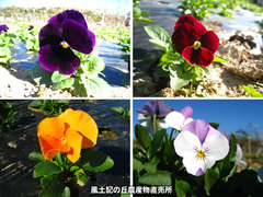 20121102パン.jpg