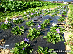 20121102パン2.jpg