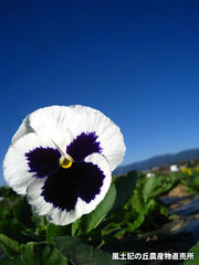 20121102パン3.jpg