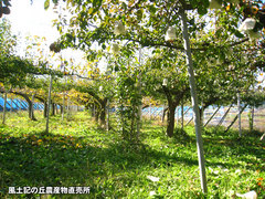 20121111ラフランス畑1.jpg