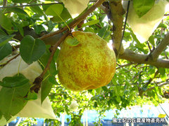 20121111ラフランス畑2.jpg
