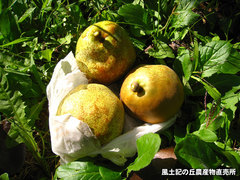 20121111ラフランス畑3.jpg