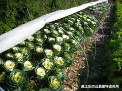 20121125葉牡丹2.jpg