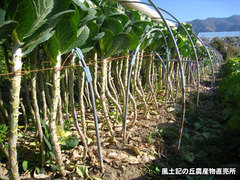 20121125葉牡丹3.jpg