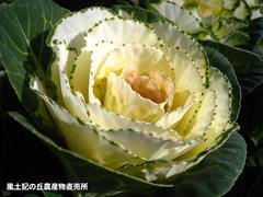 20121125葉牡丹4.jpg