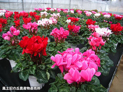 20121130シクラメン1.jpg