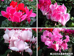 20121130シクラメン2.jpg