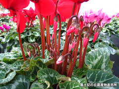 20121130シクラメン4.jpg