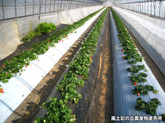 20130206いちご畑2.jpg