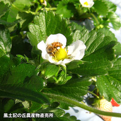 20130206いちご畑3.jpg