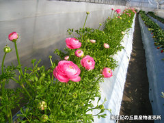 20130206ラナンキュラス.jpg