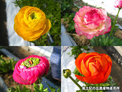 20130206ラナンキュラス2.jpg