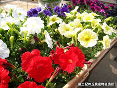 20130324ペチュニア.jpg