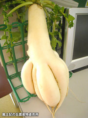20131208大根.jpg