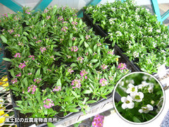 20140305ari.jpg