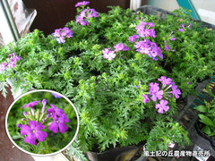 20140305babe.jpg