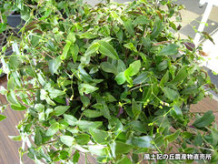 20140305bri.jpg