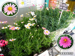 20140305maga.jpg