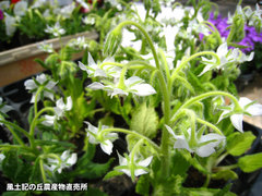 20140402boriji.jpg