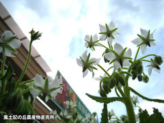 20140402boriji2.jpg