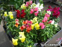 20140402kingyo.jpg