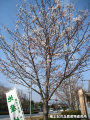 20140402sakura.jpg