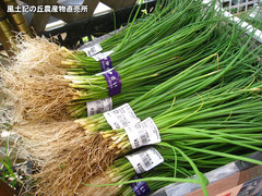 20141024tamanae.jpg