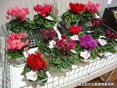 20141205cyclamen.jpg