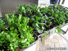 20150308nae.jpg