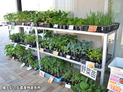 20150426yasainae.jpg
