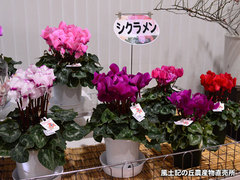 20151204cyc.jpg