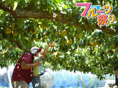 2015fruits003.jpg