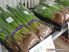 20160321neginae.jpg