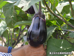 20160730nasu4.jpg
