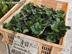 20170313aki.jpg