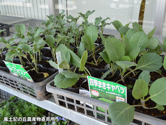 20170313cabe.jpg