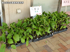 20170419nasu.jpg