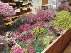 20200521スターチス.jpg