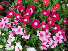 20200521花苗.jpg