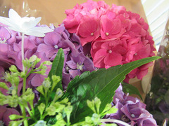 20200628紫陽花.jpg