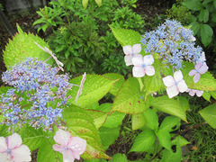 202006敷地の紫陽花.jpg