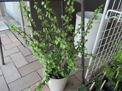 20200803銀杏木.jpg