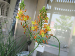 20200805ハナアロエ.jpg