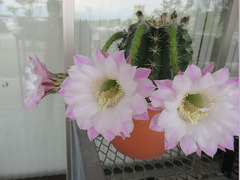 20200831サボテンの花.jpg