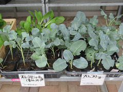 20200907ブロッコリ苗.jpg