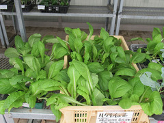 20200907白菜苗.jpg