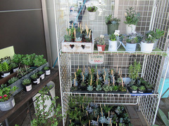20200914多肉植物.jpg